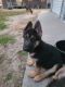 German Shepherd Puppies for sale in St Pauls, NC 28384, USA. price: NA