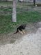 German Shepherd Puppies for sale in Red Oak, TX, USA. price: NA