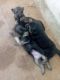 German Shepherd Puppies for sale in Tiruchirappalli, Tamil Nadu, India. price: 15000 INR