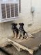 German Shepherd Puppies for sale in Lemoore, CA 93245, USA. price: NA