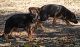 German Shepherd Puppies for sale in Yuba City, CA, USA. price: $500