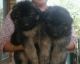 German Shepherd Puppies for sale in Vedachalam Nagar Extension, Kanchipuram, Tamil Nadu 631502, India. price: 20000 INR