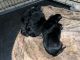 German Shepherd Puppies for sale in Taylor, MI 48180, USA. price: $850,900