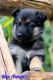 German Shepherd Puppies for sale in Valley Center, CA, USA. price: $600