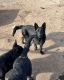 German Shepherd Puppies for sale in Madera, CA, USA. price: $50