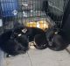 German Shepherd Puppies for sale in Spokane Valley, WA, USA. price: NA