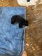 German Shepherd Puppies for sale in Cynthiana, KY 41031, USA. price: NA