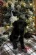 German Shepherd Puppies for sale in Spokane, WA 99217, USA. price: $700