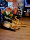 German Shepherd Puppies for sale in Brevard, NC 28712, USA. price: NA