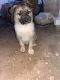 German Shepherd Puppies for sale in S 19th Ave & W Southern Ave, Phoenix, AZ 85041, USA. price: $150
