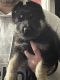 German Shepherd Puppies for sale in Rockdale, TX 76567, USA. price: $700