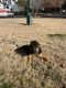 German Shepherd Puppies for sale in Lawrenceville, GA, USA. price: $1,000