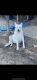 German Shepherd Puppies for sale in Grand Prairie, TX, USA. price: $200