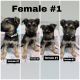 German Shepherd Puppies for sale in Sacramento, CA 95838, USA. price: $650