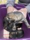 German Shepherd Puppies for sale in Shongaloo, LA 71072, USA. price: $700