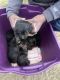German Shepherd Puppies for sale in Shongaloo, LA 71072, USA. price: $700