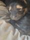 German Shepherd Puppies for sale in Elfrida, AZ 85610, USA. price: $1,000
