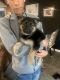 German Shepherd Puppies for sale in New Kent, VA 23124, USA. price: $700
