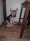 German Shepherd Puppies for sale in Parma, OH 44129, USA. price: NA