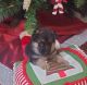 German Shepherd Puppies for sale in CONCORD FARR, TN 37922, USA. price: NA
