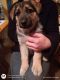 German Shepherd Puppies for sale in Brownsville, Challenge-Brownsville, CA 95919, USA. price: $300
