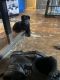German Shepherd Puppies for sale in Cynthiana, KY 41031, USA. price: $1,000