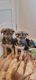 German Shepherd Puppies for sale in 135 N West St, Fuquay-Varina, NC 27526, USA. price: NA
