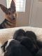 German Shepherd Puppies for sale in Moreno Valley, CA, USA. price: $1,000