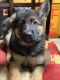 German Shepherd Puppies for sale in Goodspring, TN 38478, USA. price: $8,001,000