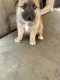German Shepherd Puppies for sale in Rialto, CA, USA. price: NA