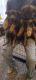 German Shepherd Puppies for sale in Greensboro, NC, USA. price: $750