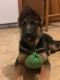 German Shepherd Puppies for sale in Dilliner, PA 15474, USA. price: $2,300