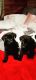 German Shepherd Puppies for sale in Stanwood, WA 98292, USA. price: NA