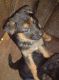 German Shepherd Puppies for sale in Milaca, MN 56353, USA. price: $500