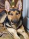 German Shepherd Puppies for sale in Freedom, NY 14009, USA. price: NA