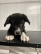 German Shepherd Puppies for sale in 515 S Ross St, Santa Ana, CA 92701, USA. price: $225