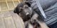 German Shepherd Puppies for sale in Wellston, OH, USA. price: $500