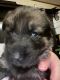 German Shepherd Puppies for sale in Eldon, MO 65026, USA. price: $1,000