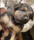 German Shepherd Puppies for sale in Rutherfordton, NC, USA. price: $600