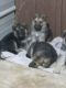 German Shepherd Puppies for sale in Independence, LA, USA. price: NA