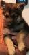 German Shepherd Puppies for sale in Dickinson, TX 77539, USA. price: $200
