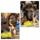 German Shepherd Puppies for sale in Eugene, OR, USA. price: $450