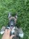 German Shepherd Puppies for sale in Moreno Valley, CA, USA. price: NA