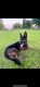 German Shepherd Puppies for sale in League City, TX 77573, USA. price: NA