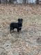 German Shepherd Puppies for sale in Trenton, MO 64683, USA. price: NA