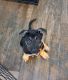 German Shepherd Puppies for sale in Deshler, OH 43516, USA. price: NA