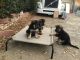 German Shepherd Puppies for sale in Sacramento, CA, USA. price: $400