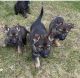 German Shepherd Puppies for sale in Lisbon, CT, USA. price: $3,000