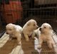 German Shepherd Puppies for sale in Birmingham, AL, USA. price: $1,150