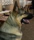 German Shepherd Puppies for sale in Plattsburgh, NY, USA. price: $1,700